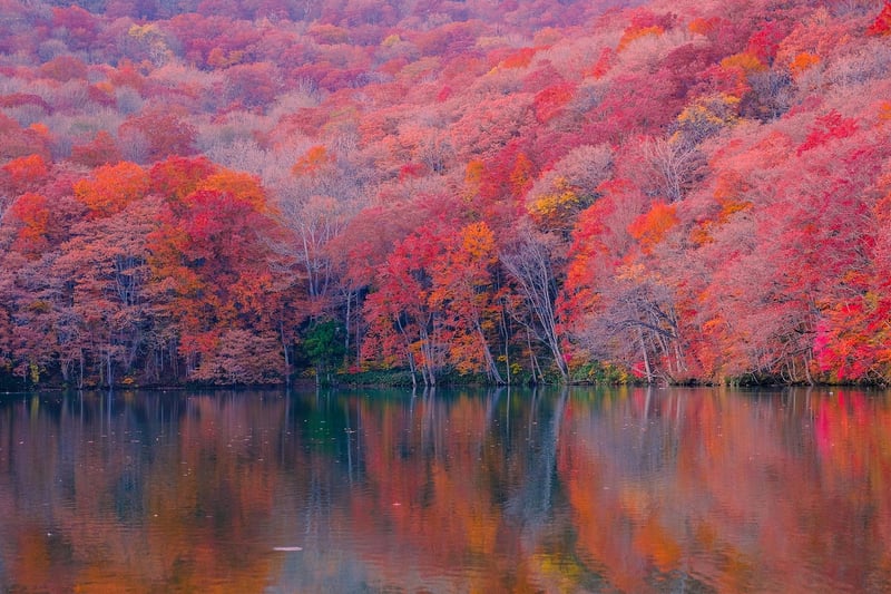 Enchanted Forest
